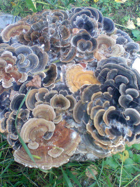 Татьяна Авдеева