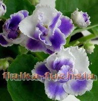 Венера Голышева