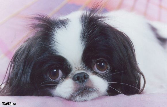 Владимир Ч.