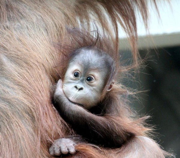 Надежда Бугаева