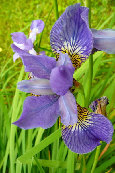 Мария Позолотина