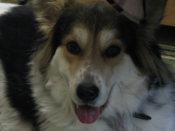 Дава Гоцман