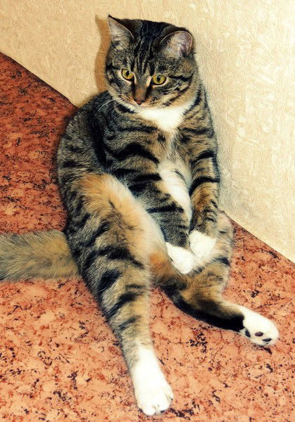 Виктория Коршунова