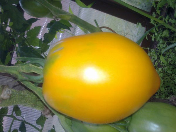 Сергей Коваленко