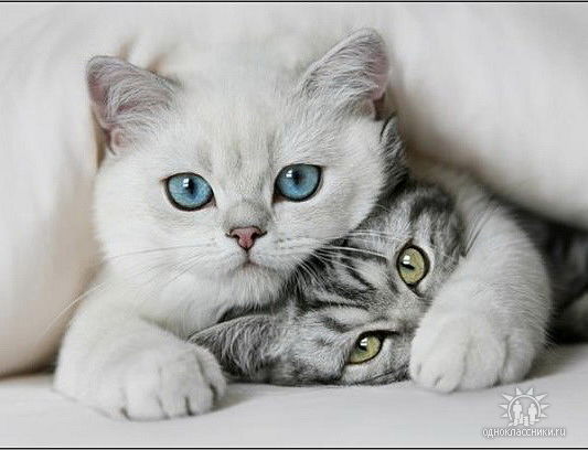 Александра Кравцова