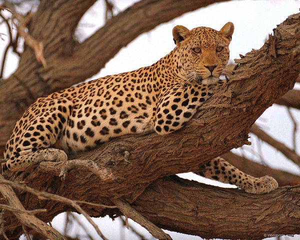 Евгений Миндрюков