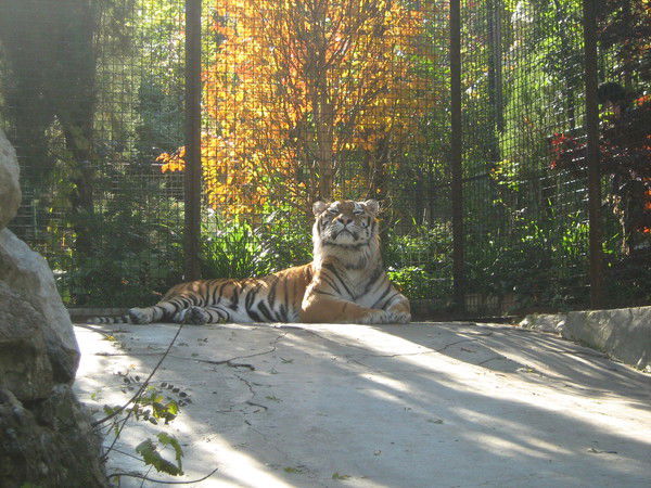 Наташа Маеш(Дейнеко)