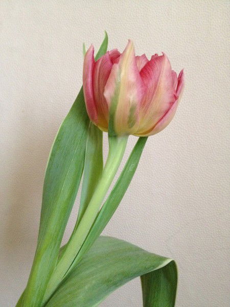 Максим Матвеенко