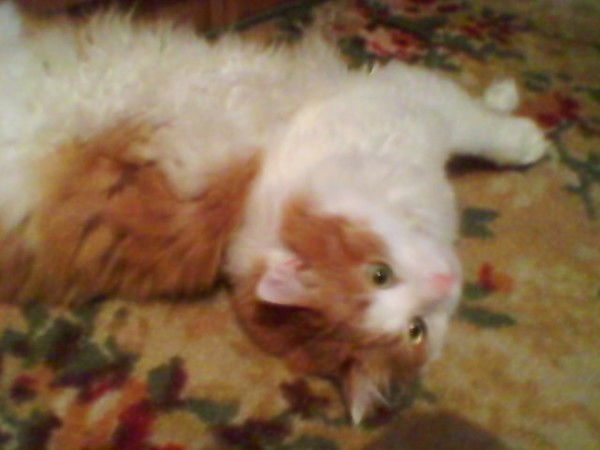 Таня Крепак