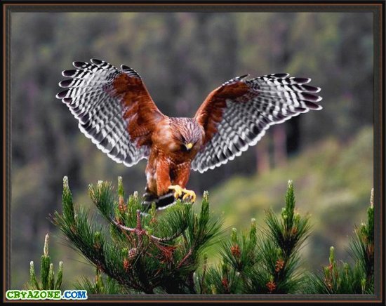 Наталья Глазкова