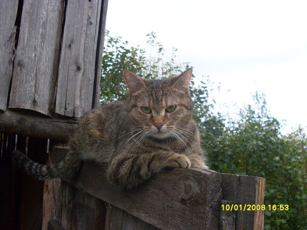 Дмитрий Соколов