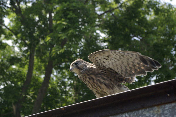 Александр Тагиров