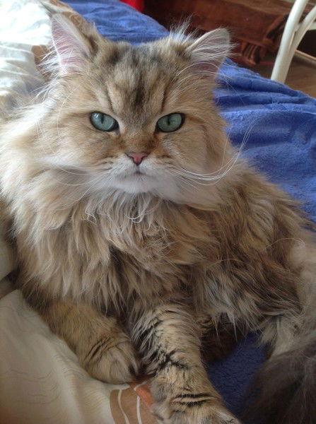 Светлана Фролова