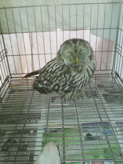 Саня Черкесов