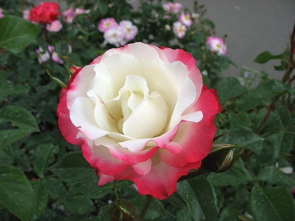 Галия Казтаева