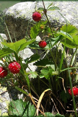 Елена Тукмакова