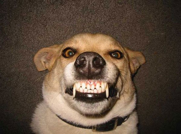 Шарик Шариков