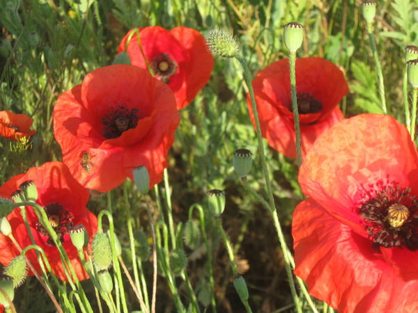 Наталья Сылка-Зверева