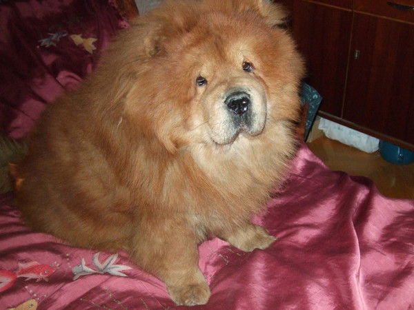 Панчо Енуаль