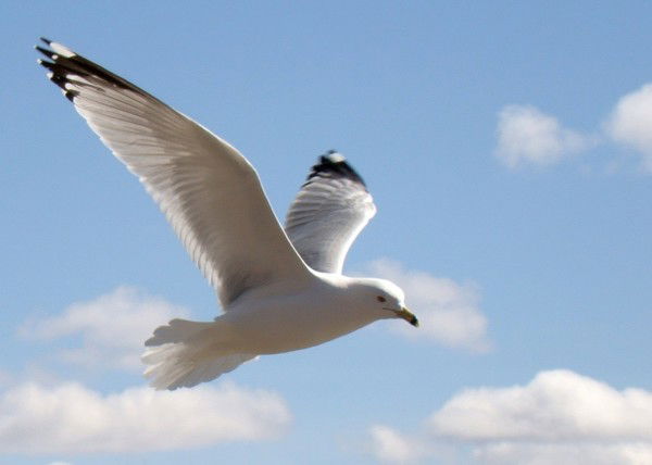 Лариса Придатко