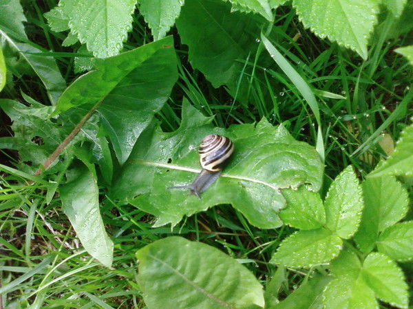 Елена Руденко