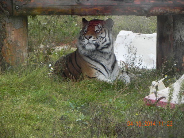 Мария Шибаева