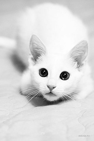 Эльвина Миннуллина