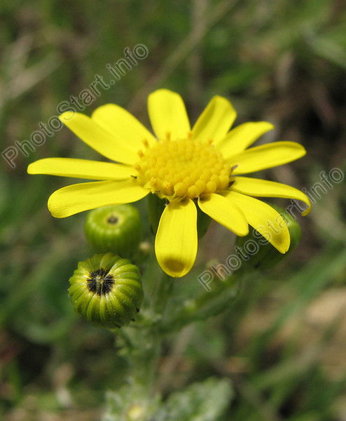 Лариса Кожина