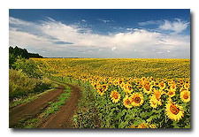 Здо Исгз Кураторам