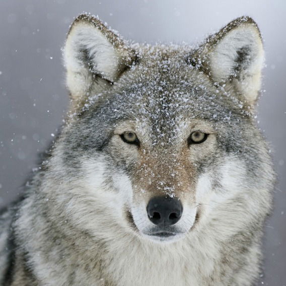 Олег Варфоломеев