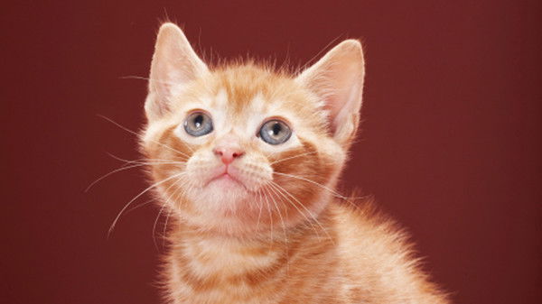 Кошт Kwestarianozzep