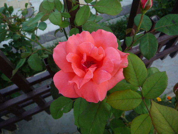 Ольга Корягина