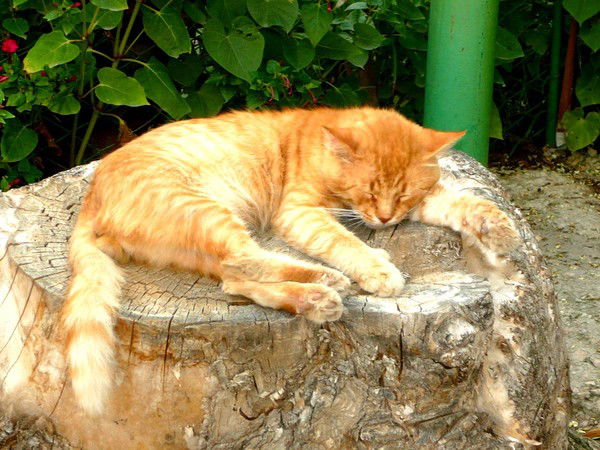 Наташа Ищенко