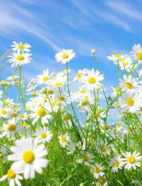 Марина Крылова