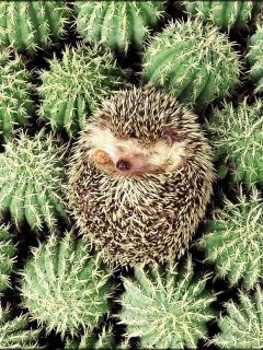 Сергей Казак