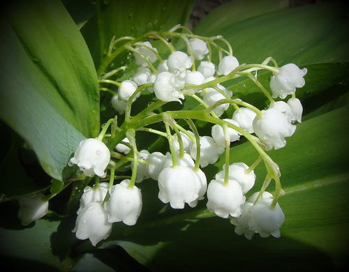 Барият Мамаева