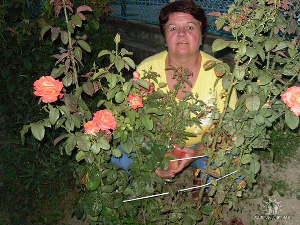 Лариса Пелипенко