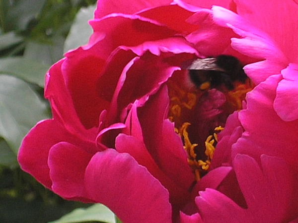 Оксана Боронина