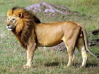 Сергей Трофимов