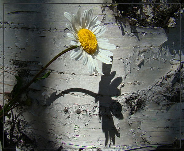 Наталья Чеснокова