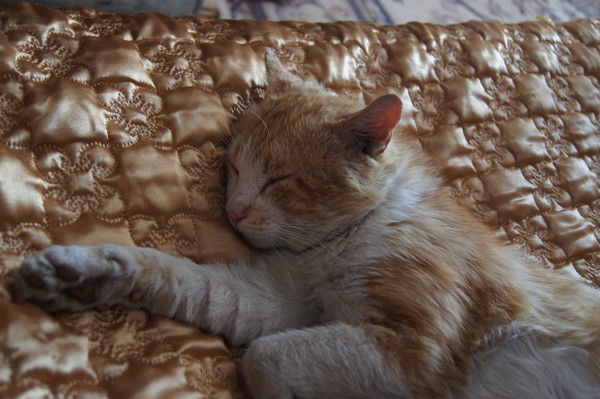 Алена Стальмакова