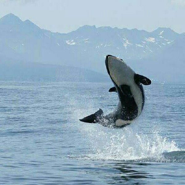 Алексей Прошин