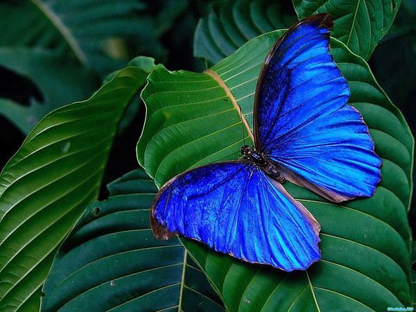 Подаренка Киндер