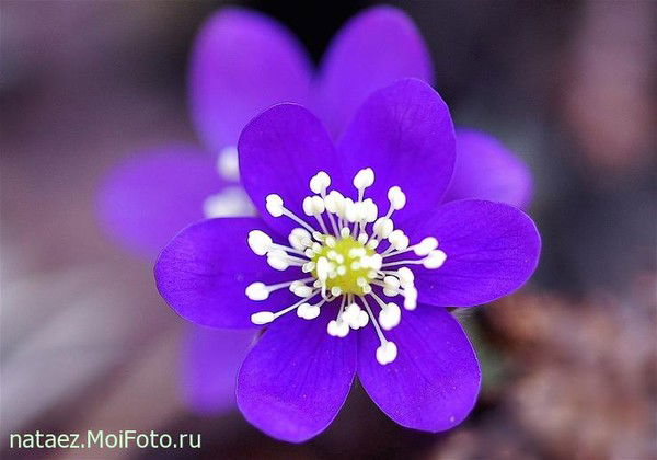 Светлана Шелягина