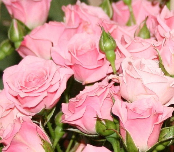 Карпович Наталья