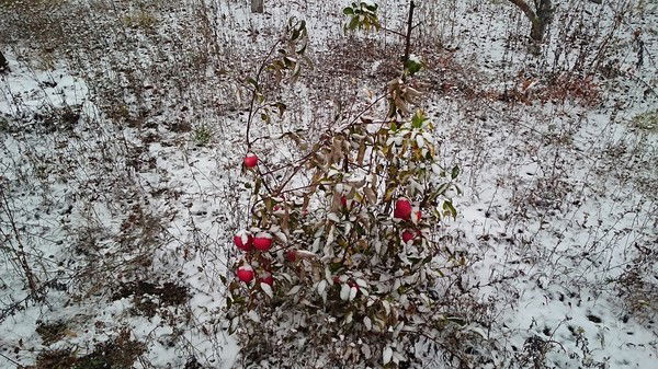 Фарит Гатин