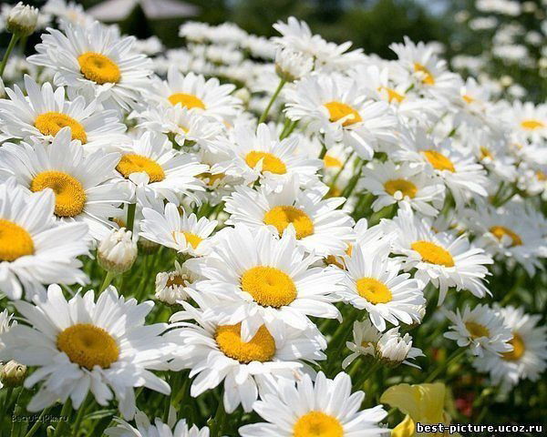 Наталья Миронова