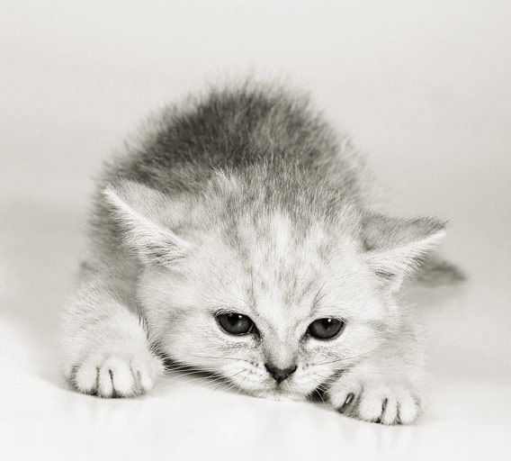 Михаил Медведков