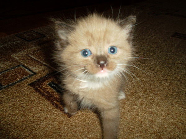 Елена Гулина