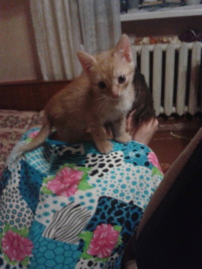 Александра Глухих